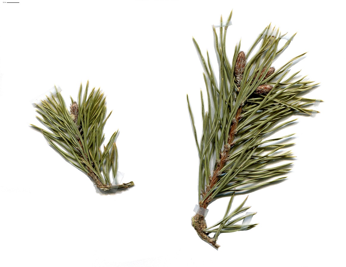 Pinus sylvestris (Pinaceae)